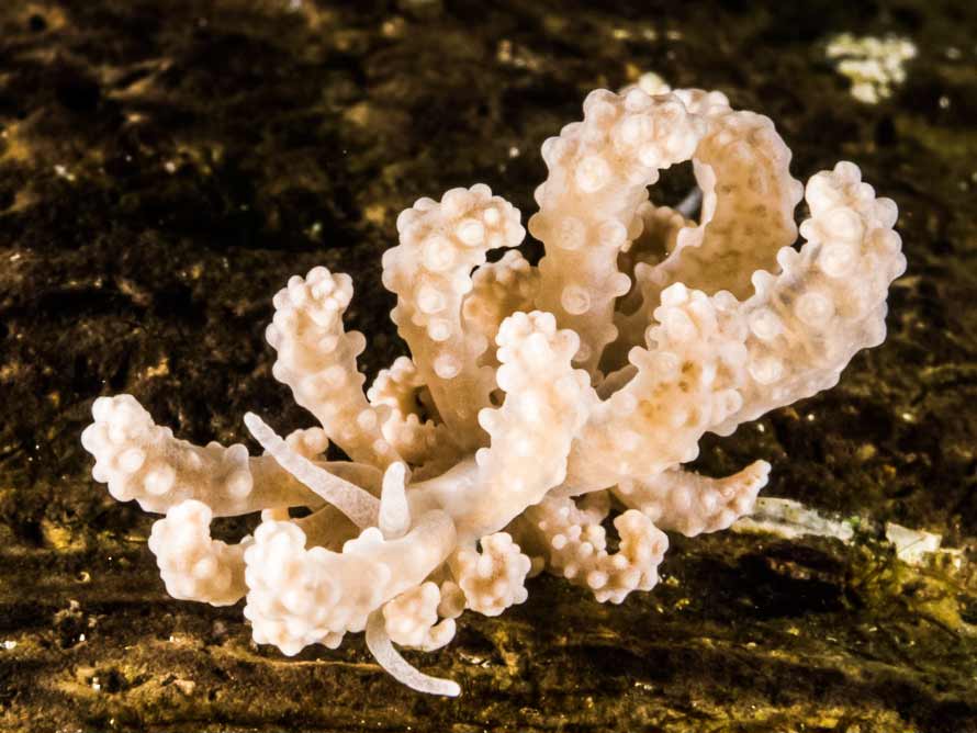 Phyllodesmium pinnatum